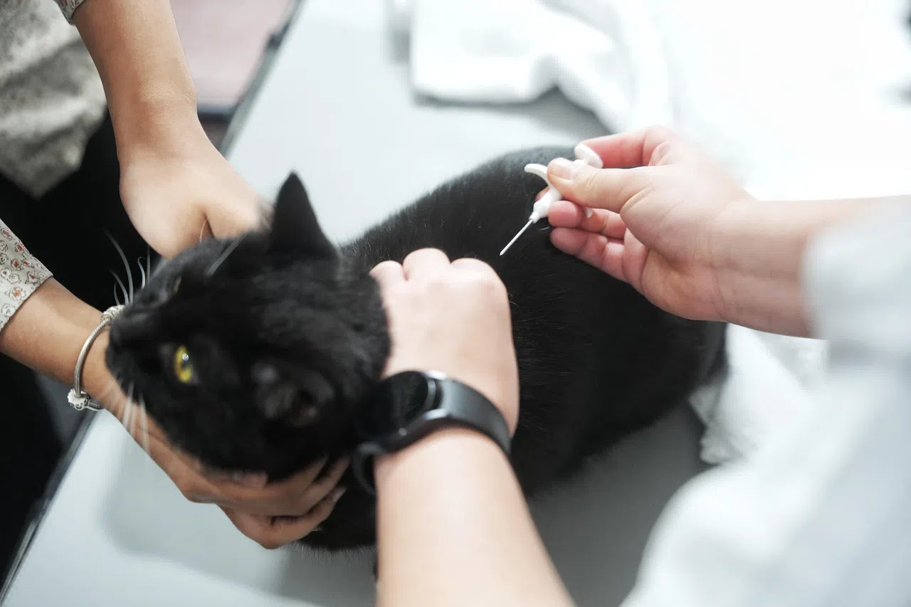 所有宠物猫都须在两年过渡期内申请执照和植入微芯片。（谢智扬摄）