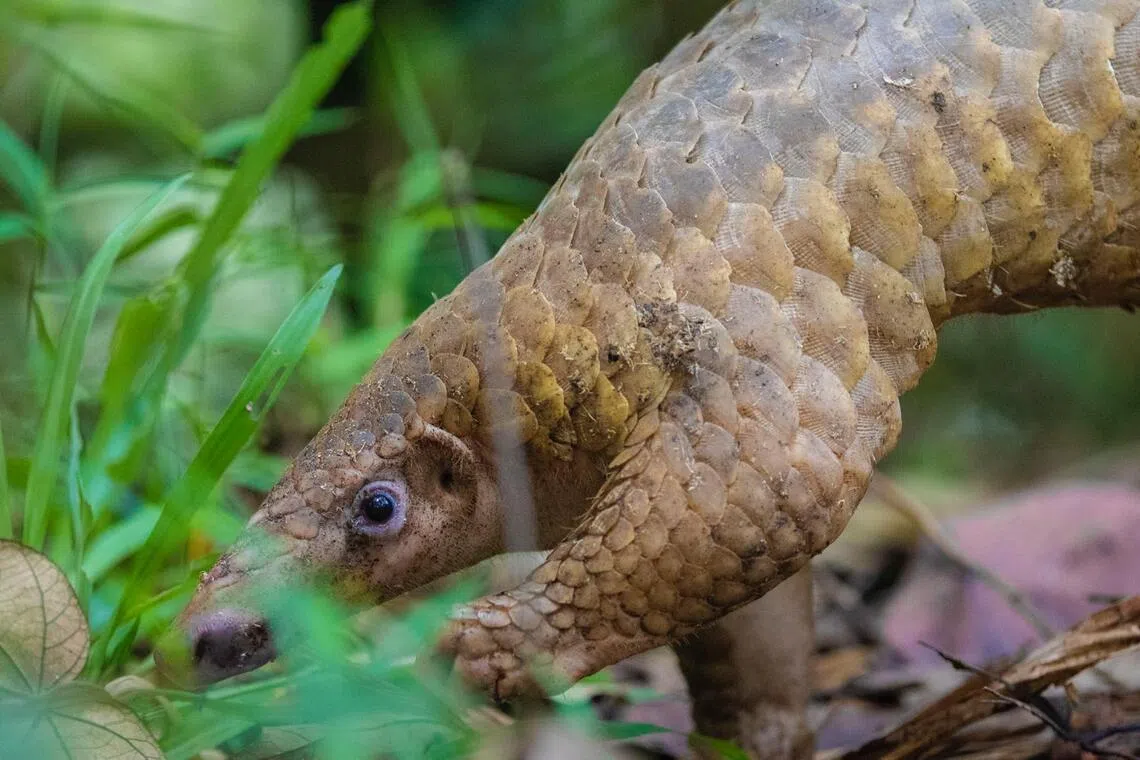 马城附近的树林里有许多值得保护的物种，包括图中属极危物种的马来穿山甲。辟设自然公园有助于增强野生动物的活动与生态连通性。（取自徐芳达脸书）