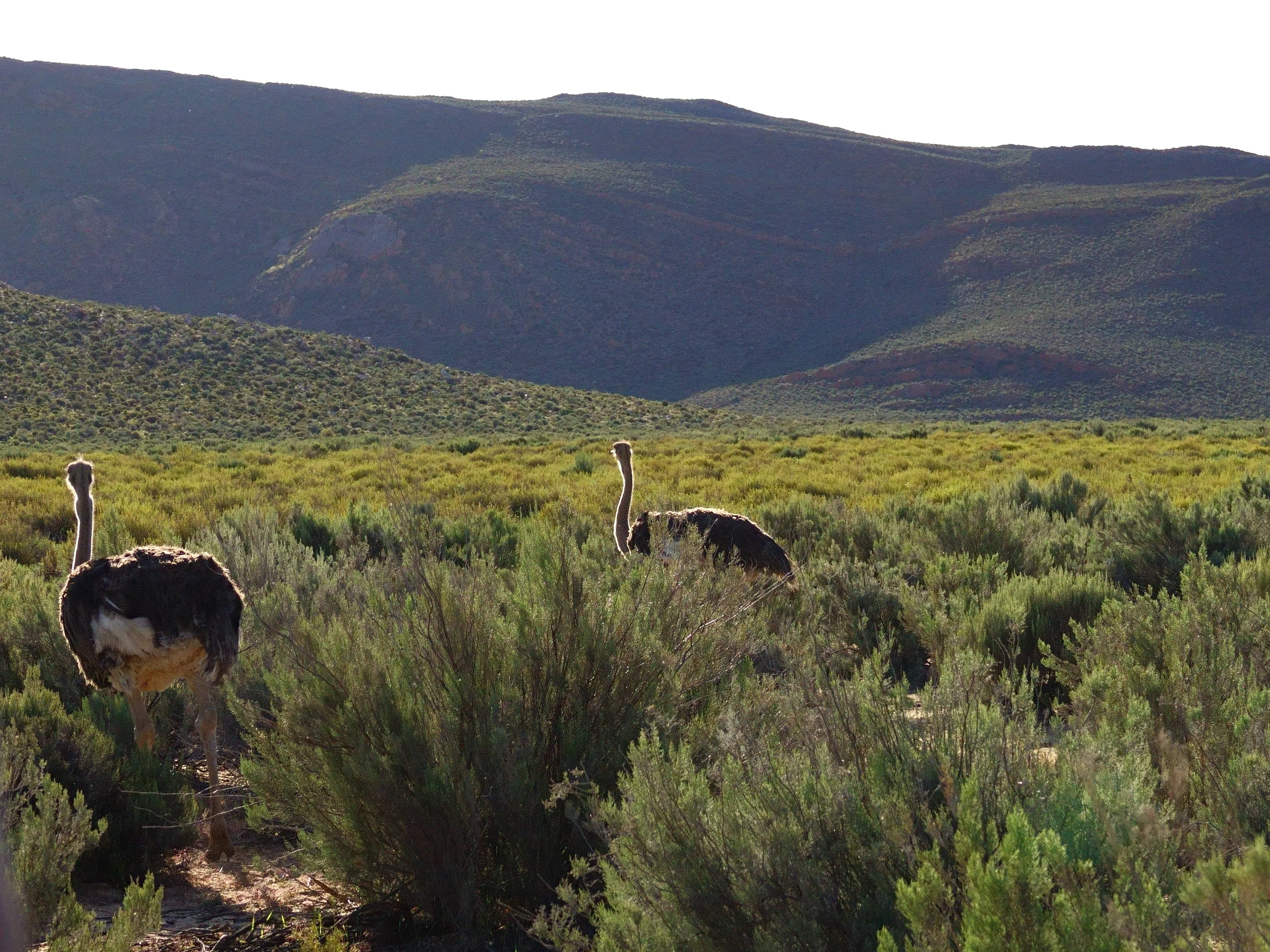 逆光照射下的鸵鸟。（陈鹏志摄）
