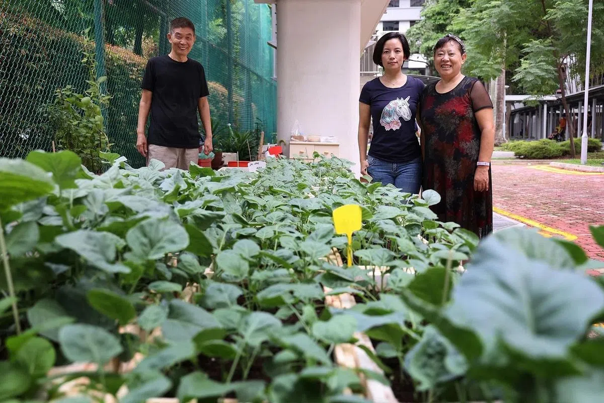 在（左起）陈建国、陈佩斐和王秀花的悉心照料下，天桥下的菜园有20多种蔬菜茁壮生长。（龙国雄摄）