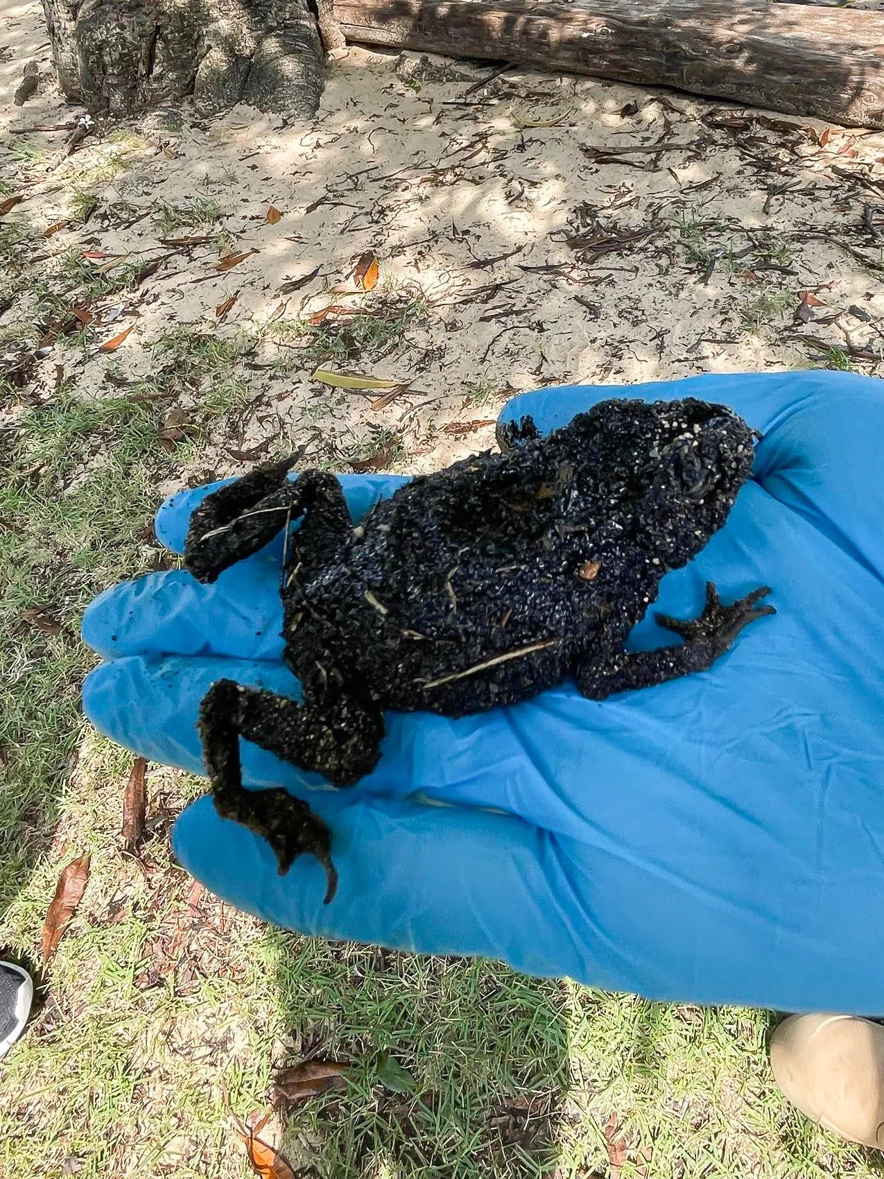 上周末在东海岸当义工的高仲颖在路上看见被油污致死的小青蛙，焦黑的惨状令她看了十分心酸。（受访者提供）