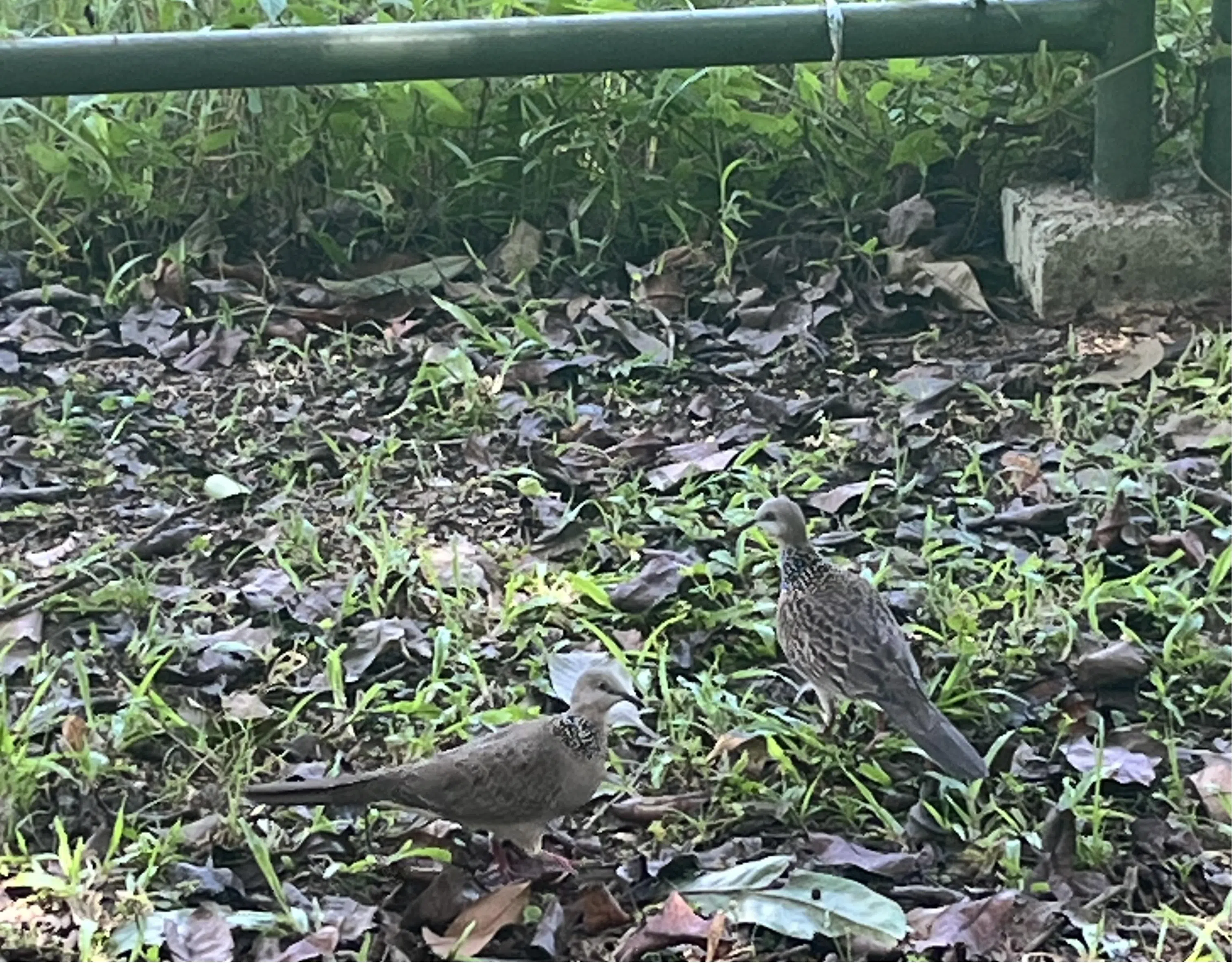 岛国常见的珠颈斑鸠经常成双成对。（陈映蓁摄）