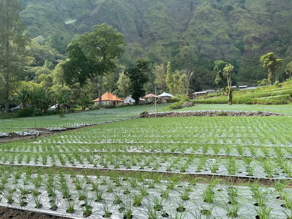 特伦扬村的田园风光。（尤今摄）