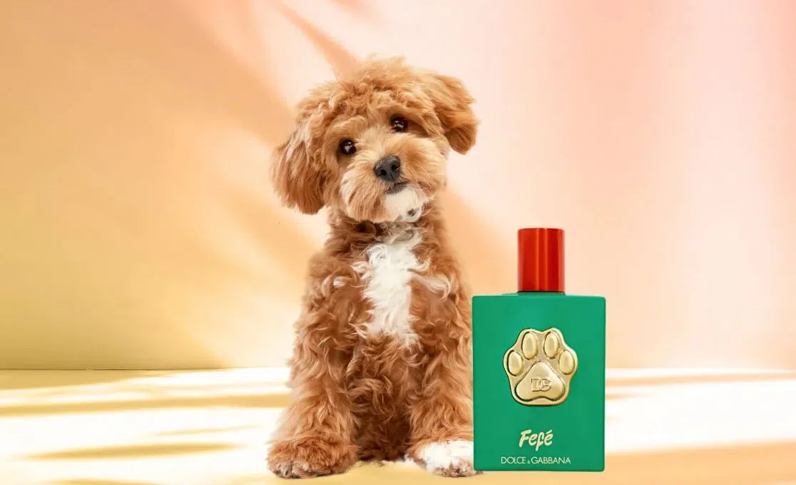 Dolce & Gabbana推出宠物香水“Fefe”。（互联网）