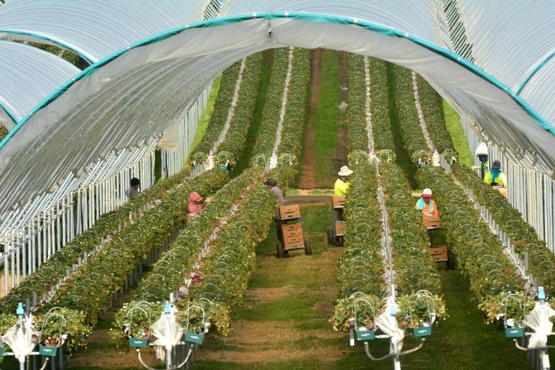 澳洲收紧留学生和打工度假签证 多项行业恐受冲击