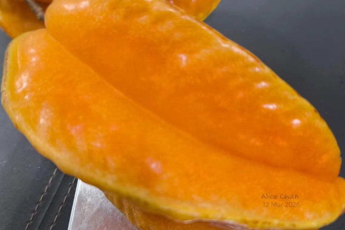 曾秋莲移植的杨桃树成功结出三个果实，最大的超过500克。（受访者提供）