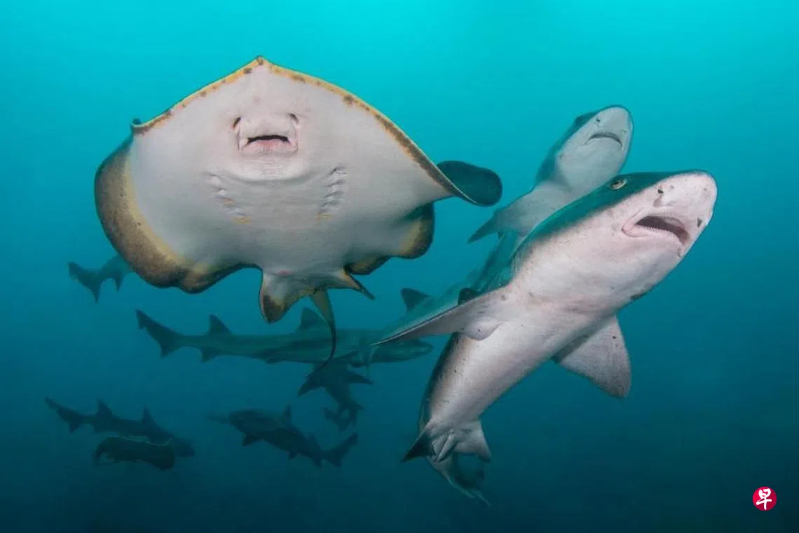 8月7日热播站| 联合早报