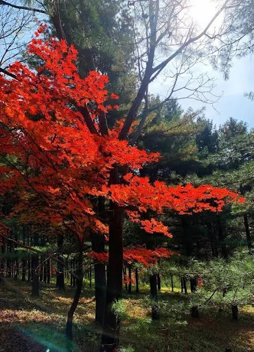 中国东北山上的红叶。（张一凡摄）