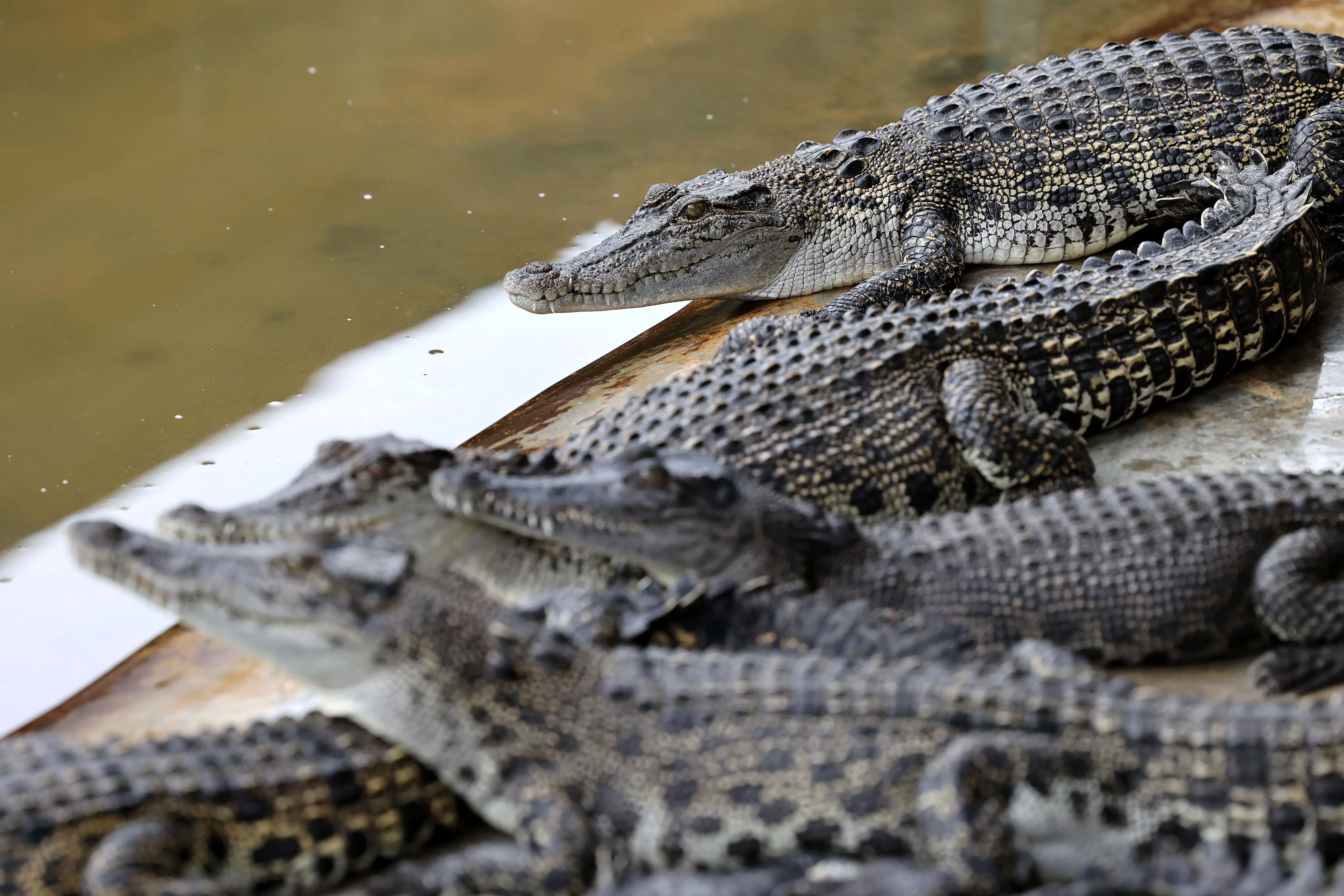 这些是不到两年的小鳄鱼，工人会按他们的大小数次开类，长大后养成一定习性就不可再移动及分到不同的池。（龙国雄摄）