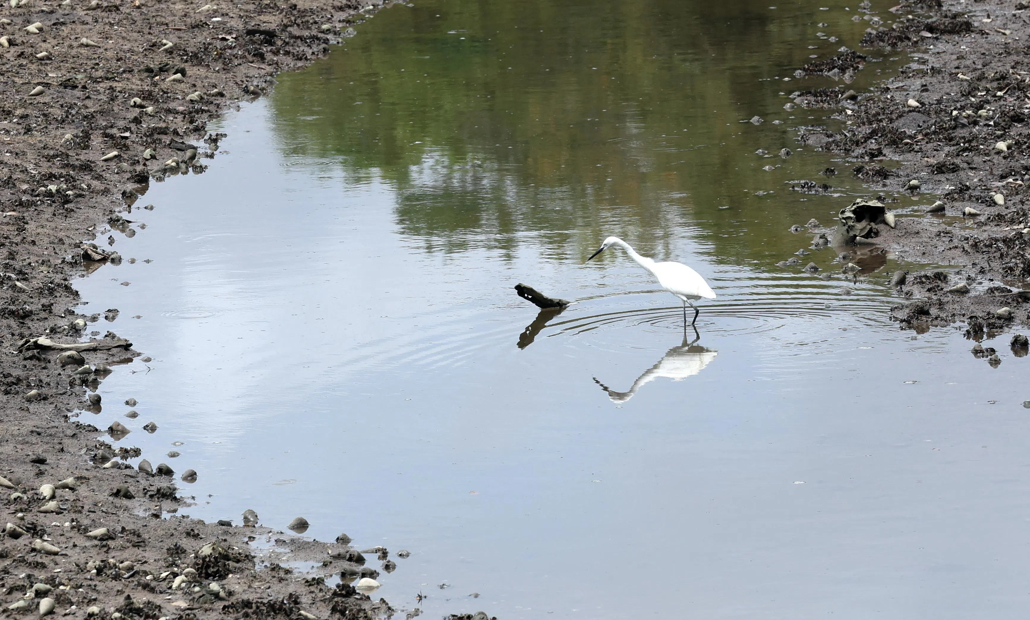 双溪布洛湿地保护区有多元生物，包括白鹭（俗名Little Egret）。（邝启聪摄）