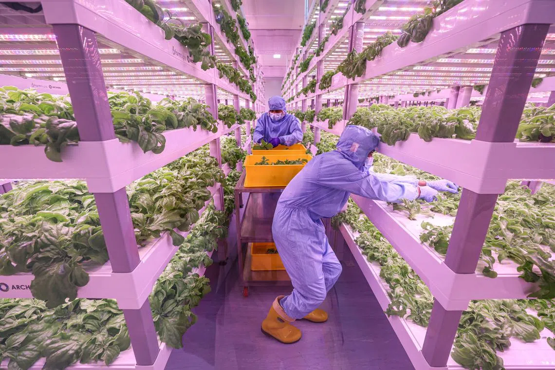 新加坡垂直农业科技公司奥智生与柔佛机构旗下的FarmByte合作，在柔新经济特区设立垂直蔬菜农场，所生产的蔬菜供应新马两地市场。（关俊威摄）