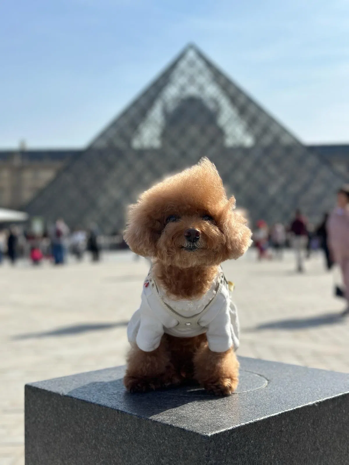 贵宾犬Momo去年跟着主人到巴黎旅游，在卢浮宫金字塔前留影。（受访者提供）