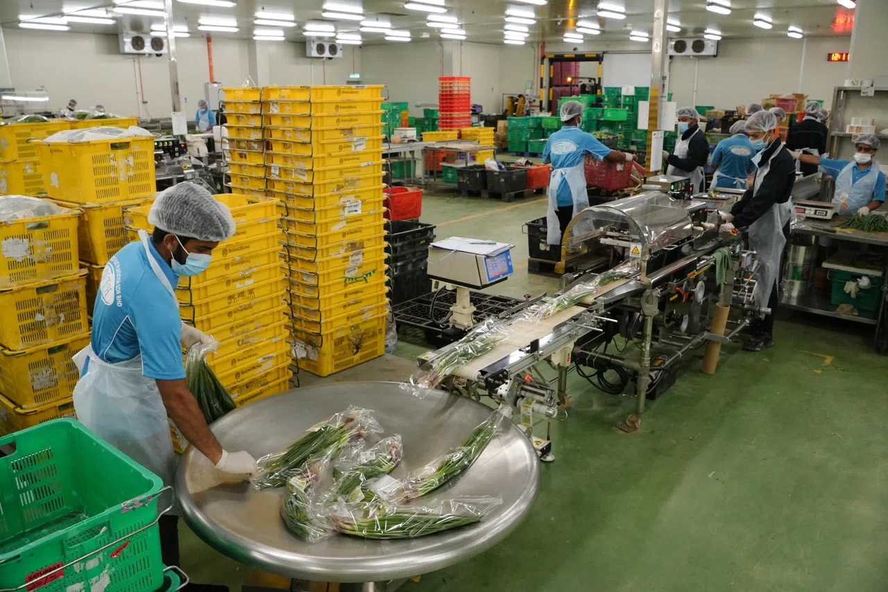 义德发集团以自动化机器，为新加坡超市和迷你市场处理和包装蔬菜。（林国明摄）