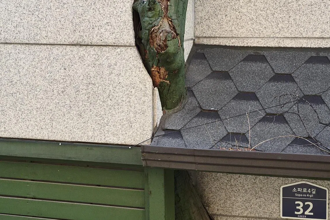 《临时花园》探讨人类与自然之间的复杂关系。（DECK摄影艺术中心提供）