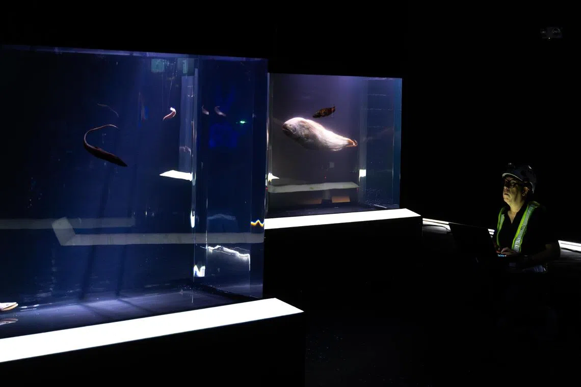 为了更真实地还原深海生态，技术人员根据物种的生活习性，为深海展区某个水族缸调整灯光。（关俊威摄）