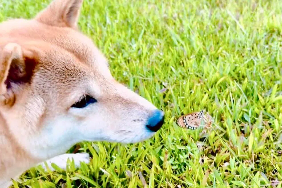 柴犬Buzz。（受访者提供）