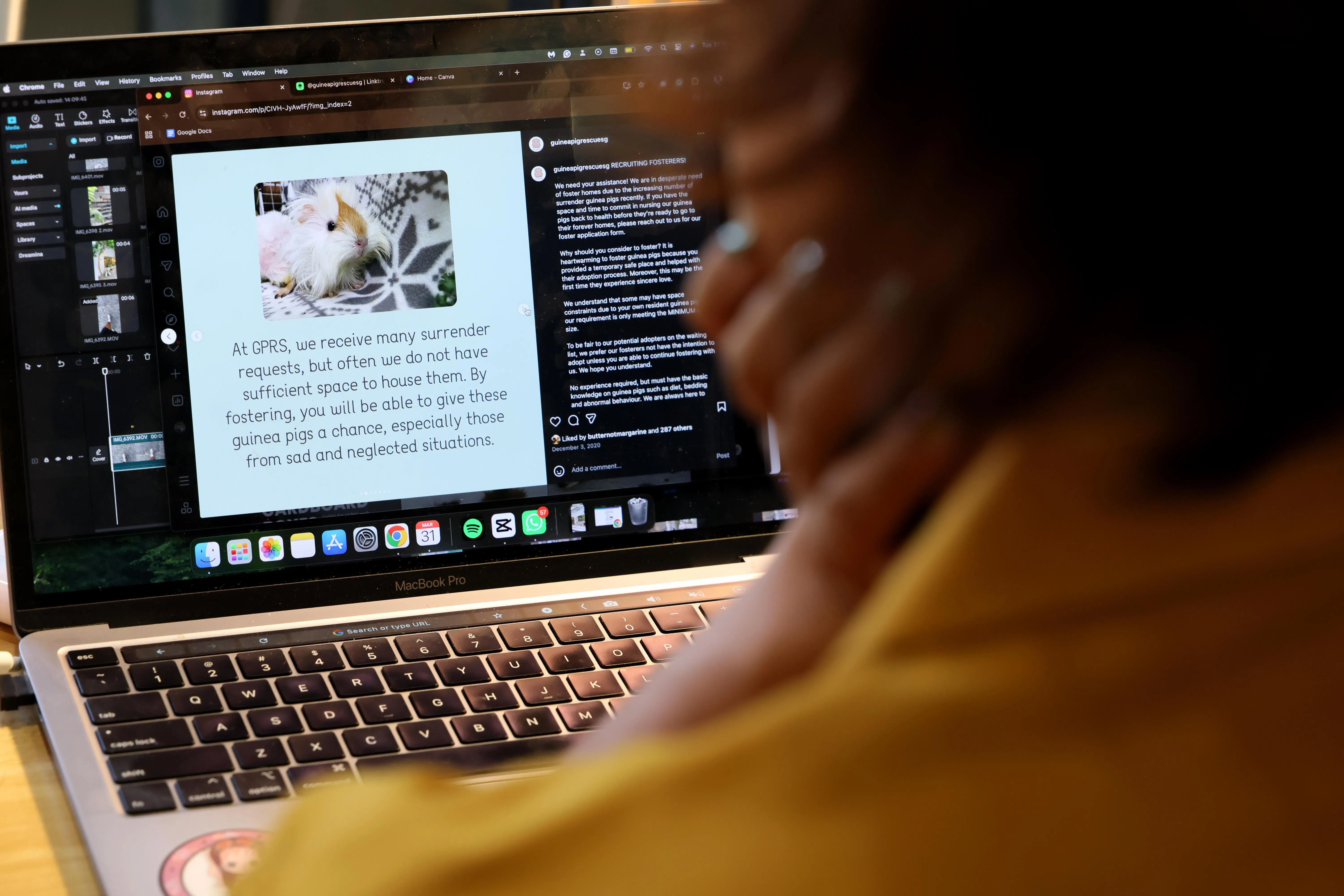 林艾略也负责新加坡天竺鼠救援协会的社媒宣传工作。（龙国雄摄）