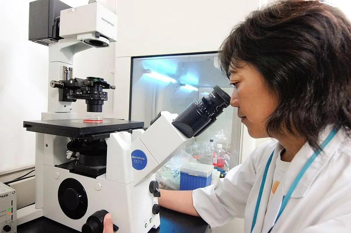 关于芝麻素的研究，已有超过44篇论文和98篇学术会议报告发表。（图／Suntory 提供）