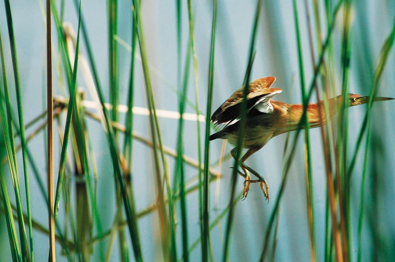 符诗云的鸟类摄影作品。（档案照片）