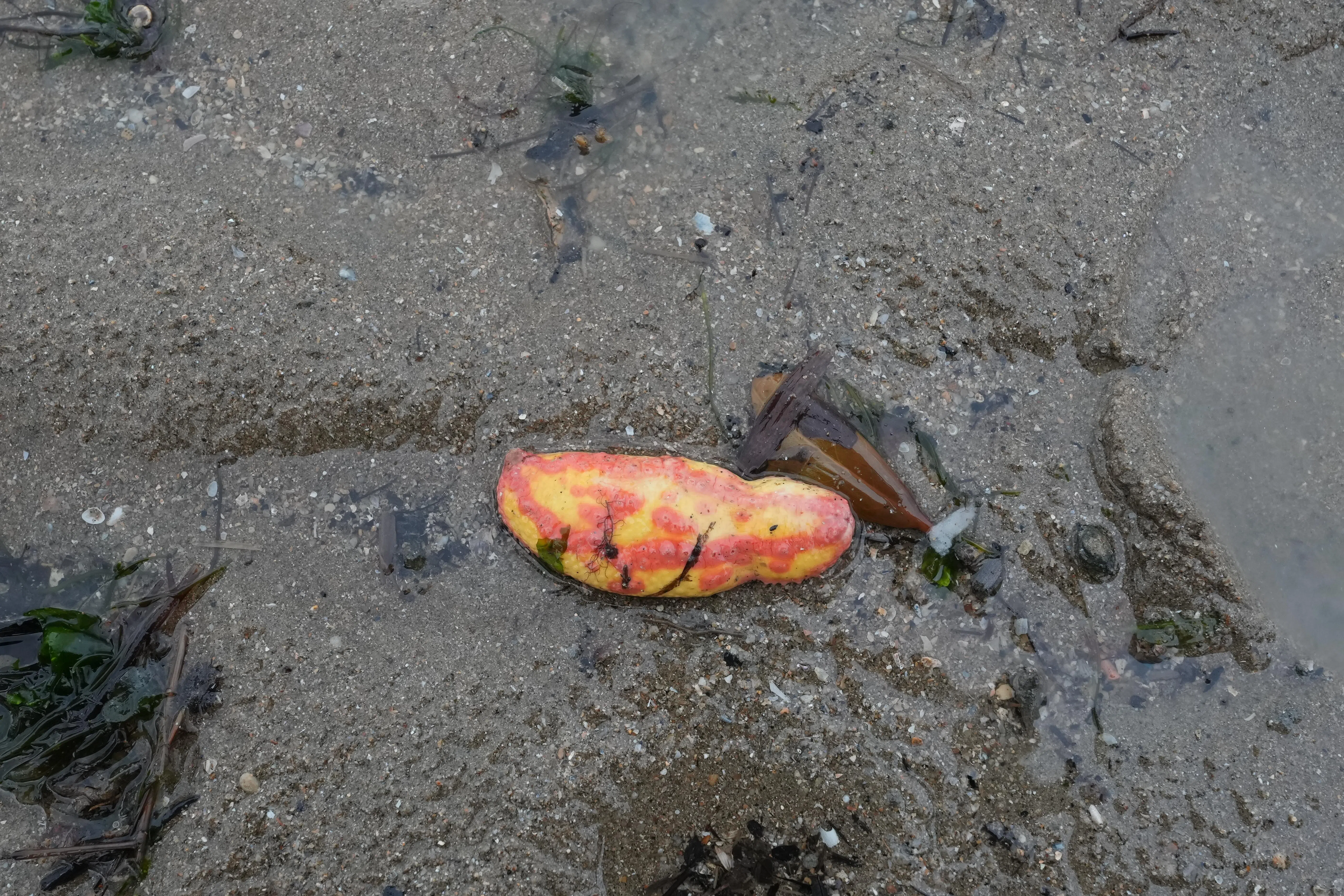 环评报告指出，粉红疣海参（Pink Warty Sea Cucumber）属易危物种，有保育价值。（档案照片）