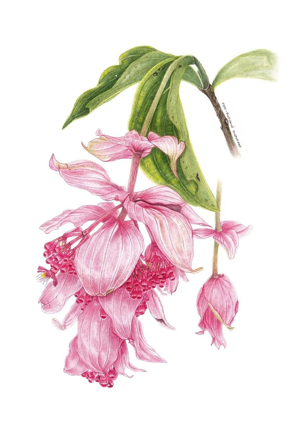 印尼植物艺术协会会员Alexandria L. Prietama描绘菲律宾本土植物《宝莲灯花》（Medinilla magnifica Lindl）。（主办方提供图片）