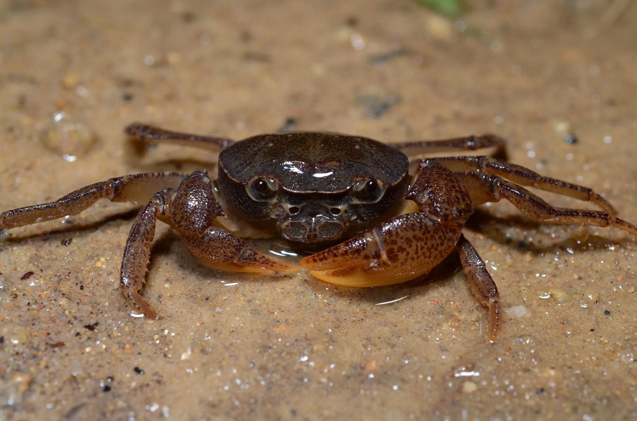 约氏小溪蟹（Johnson’s Freshwater Crab）虽然不起眼，但也是自然生态中重要一环，是新加坡独有物种。（档案照）