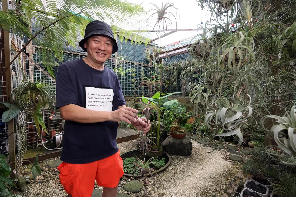 吴延塔的空中花园里有上千株空气凤梨，他每周抽两三天去照顾它们。（邝启聪摄）