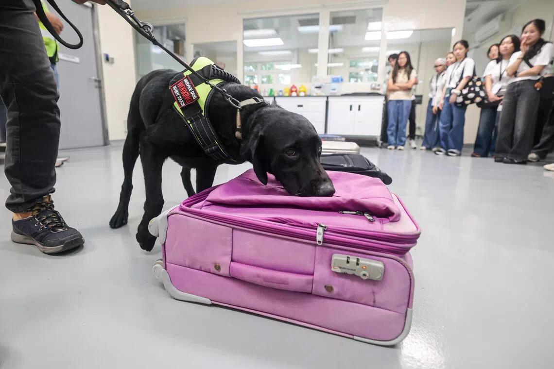 国家公园局K9小组的嗅闻犬经过专业培训，可以准确识别野生动物和制品的气味，帮助执法人员查扣走私品。图为训练员为青年们演示嗅闻犬如何从不同的行李箱中，识别出藏有犀牛角的箱子。（李冠卫摄）