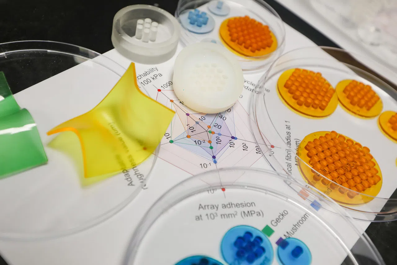 南大科研人员效仿壁虎、蜗牛等的吸盘，开发出多种纤毛状粘附结构。（陈心媛摄）