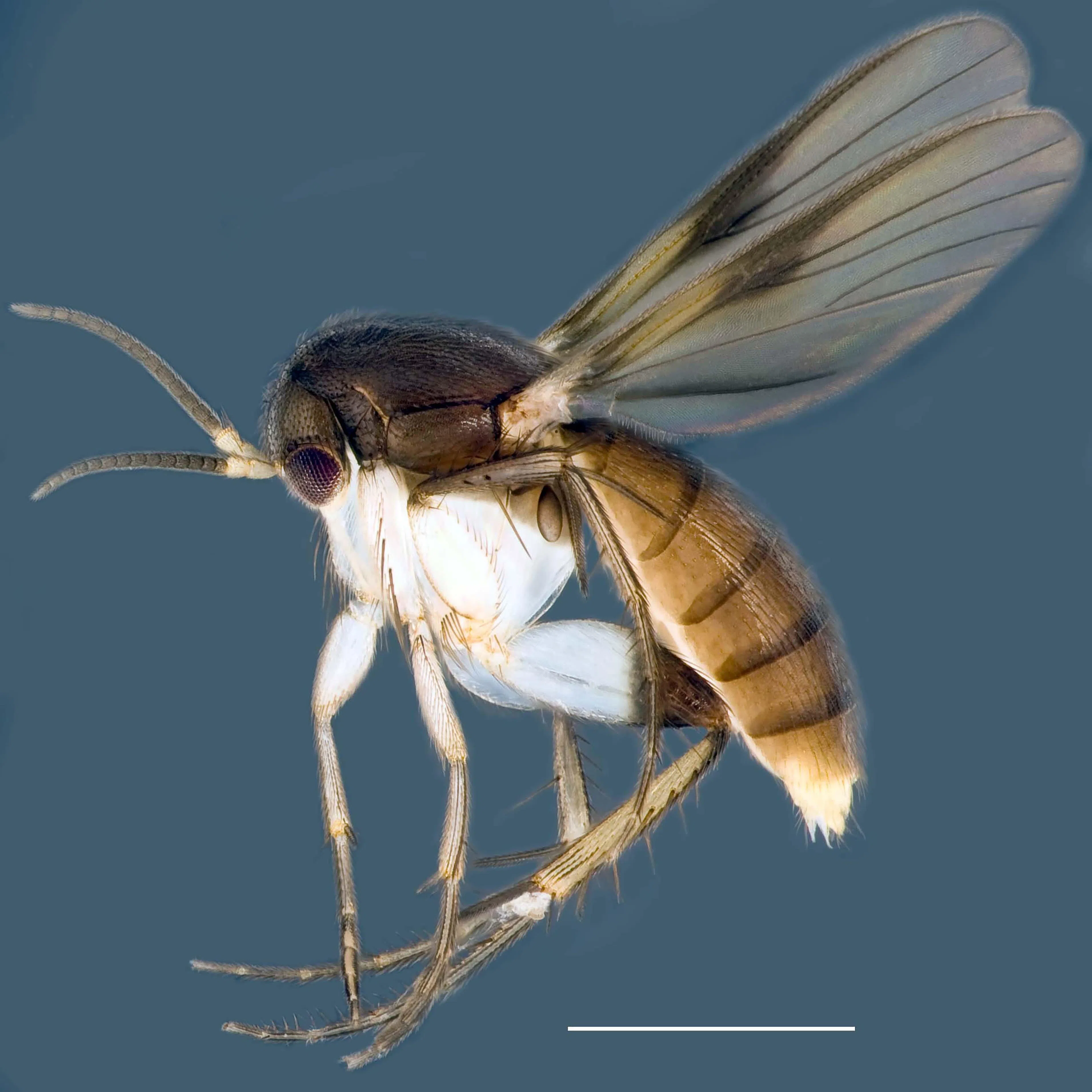 1950年女权运动先驱希琳（Shirin Fozdar，1905—1992年）与丈夫胡达达德医生（Dr Khodadad M. Fozda），将巴哈伊教带到新加坡和马来半岛。研究团队遂以她为其中一个新发现菌蝇物种Integricypta shirinae命名。（国大李光前自然历史博物馆提供）