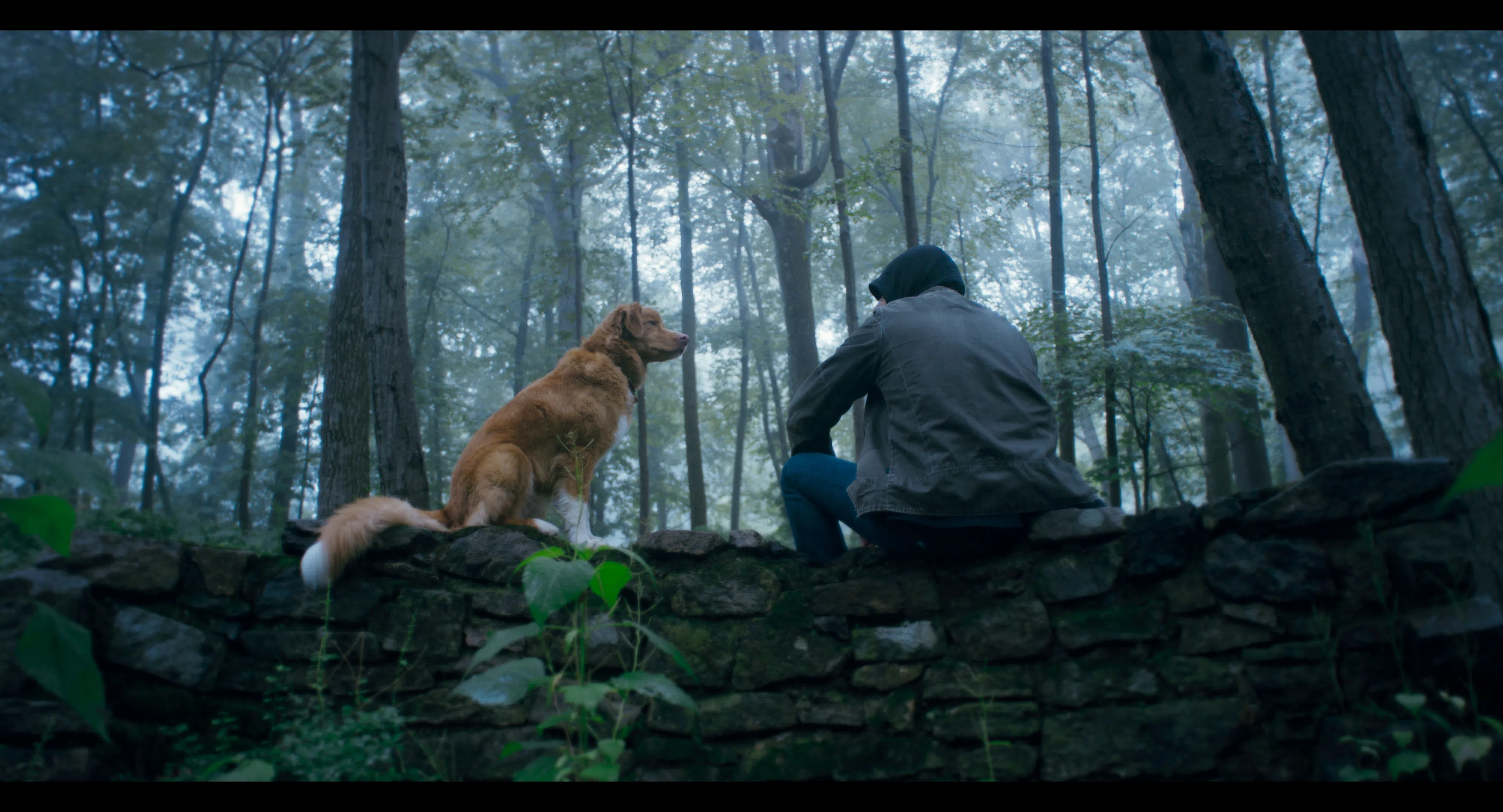 忠狗印第默默守护在主人陶德身边，寸步不离。（邵氏机构提供）