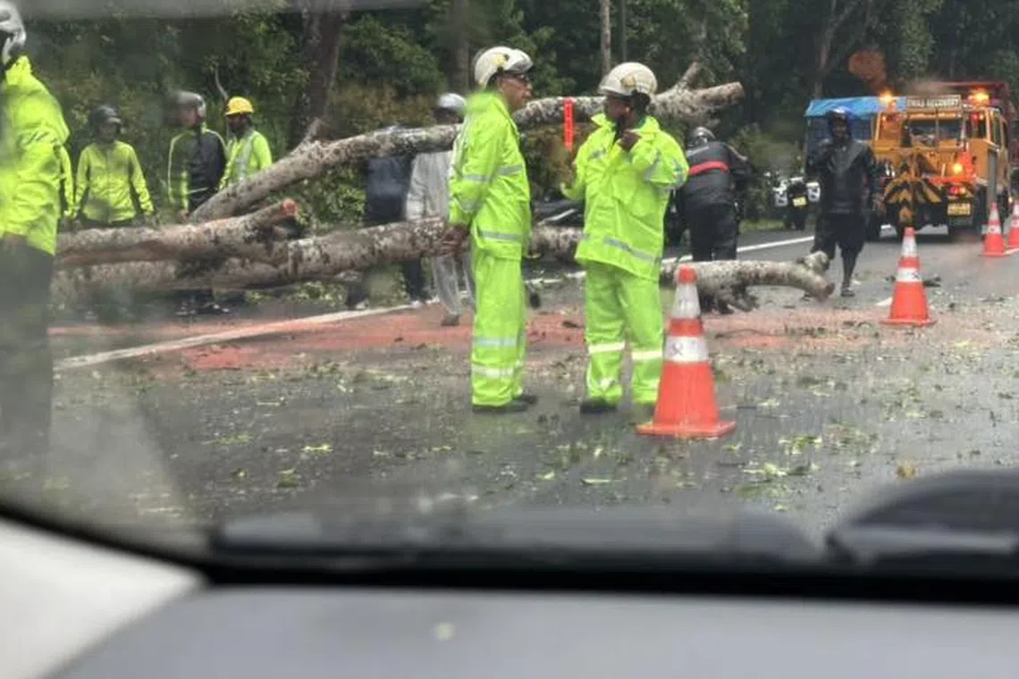 网民过后上载的照片显示，部分树木已被移除到路肩和最左边的车道，交通正逐步恢复。（取自脸书）