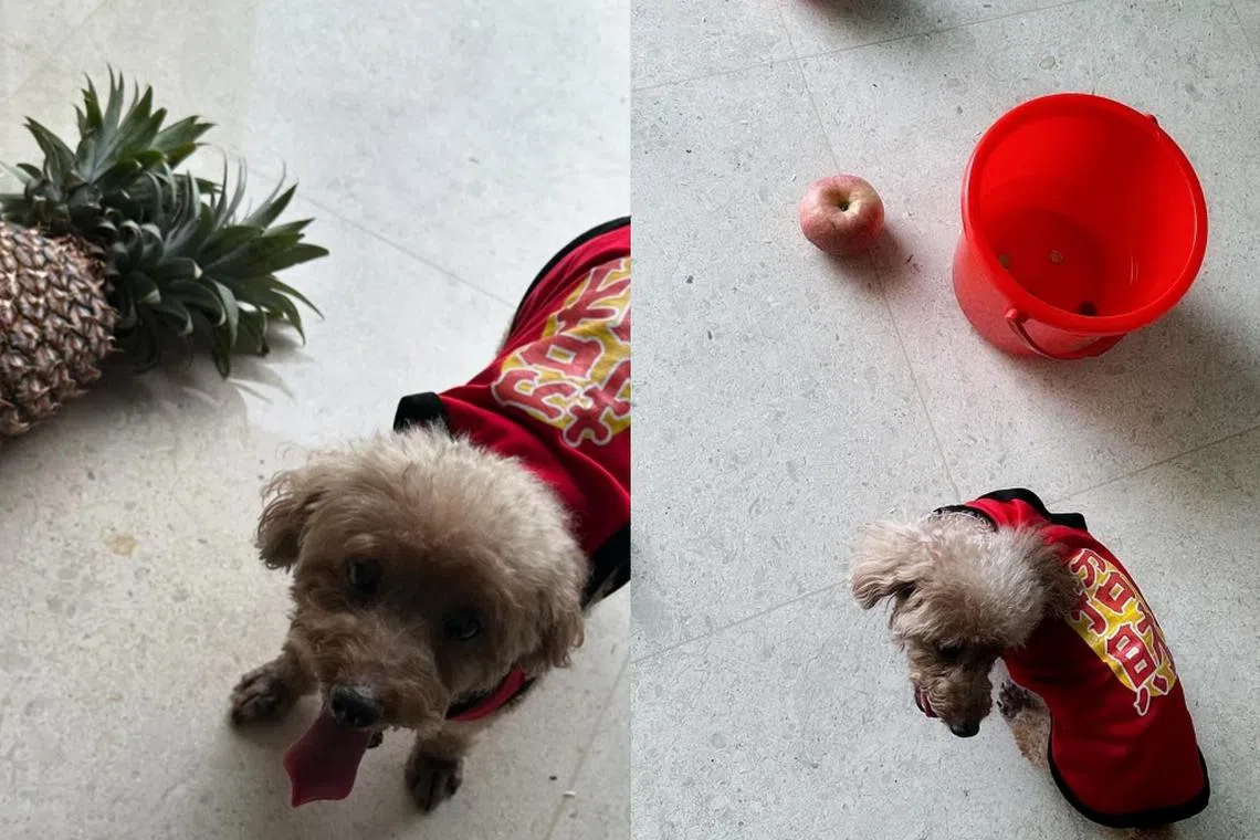 黄思恬到新家滚黄梨那天，爱犬“格格”也同行。（取自黄思恬IG）