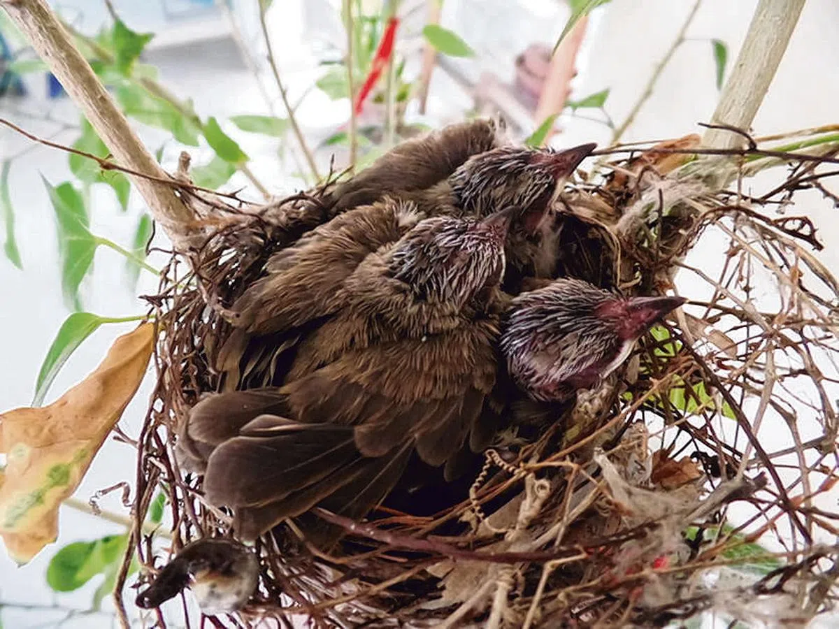 小鸟长大鸟巢太拥挤了。