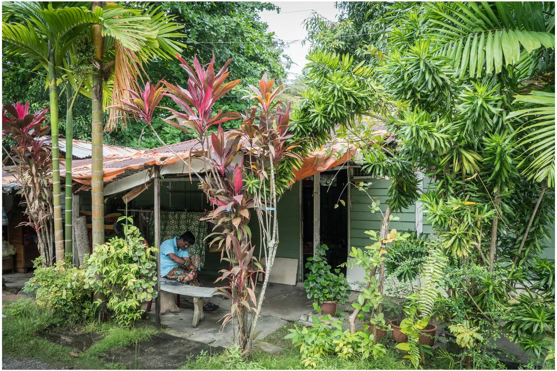 植物茂盛的居住环境。