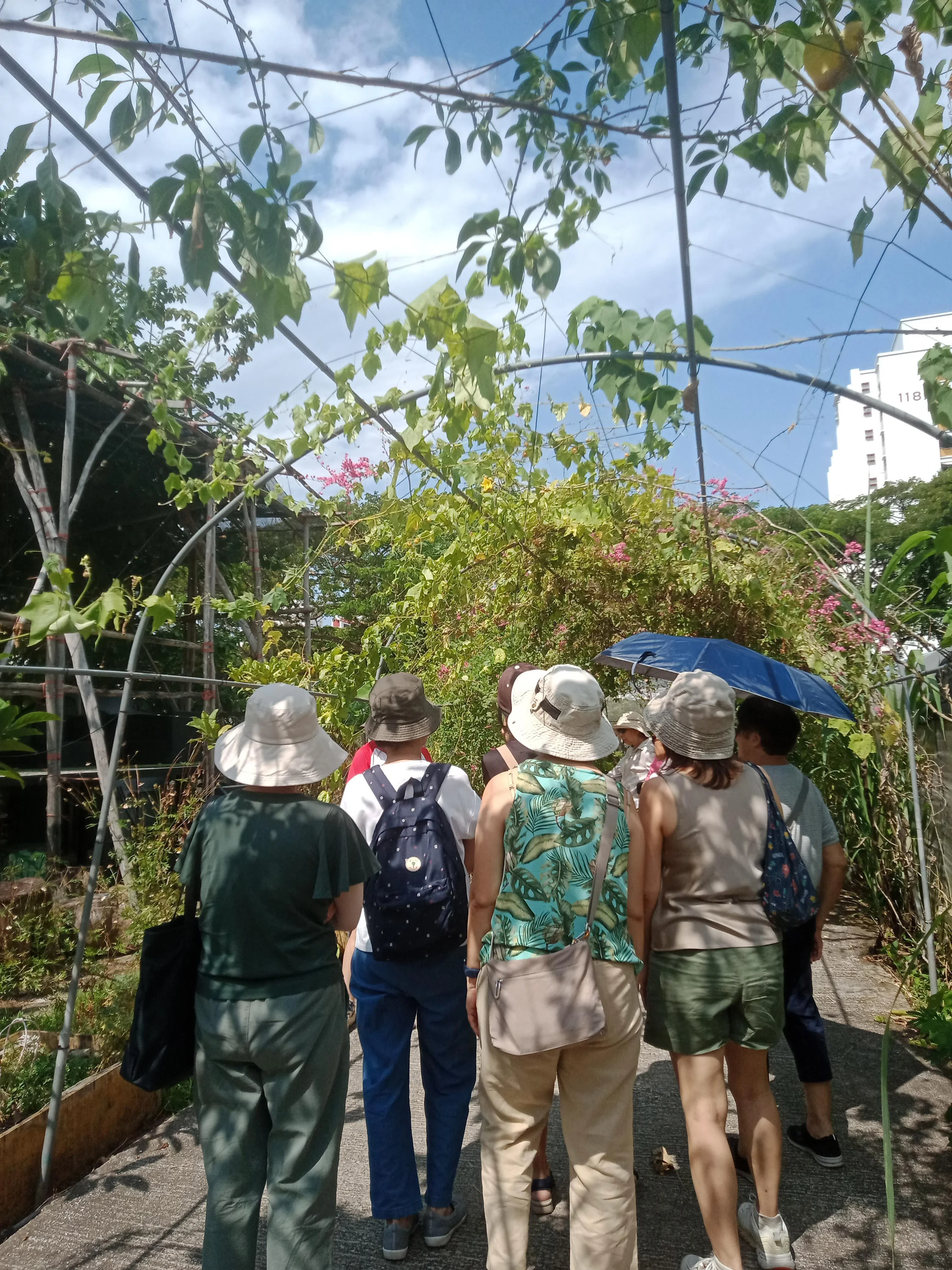 孀妇爱心协会举办参观城市农场活动，促进会员的友情。（新加坡孀妇爱心协会提供）