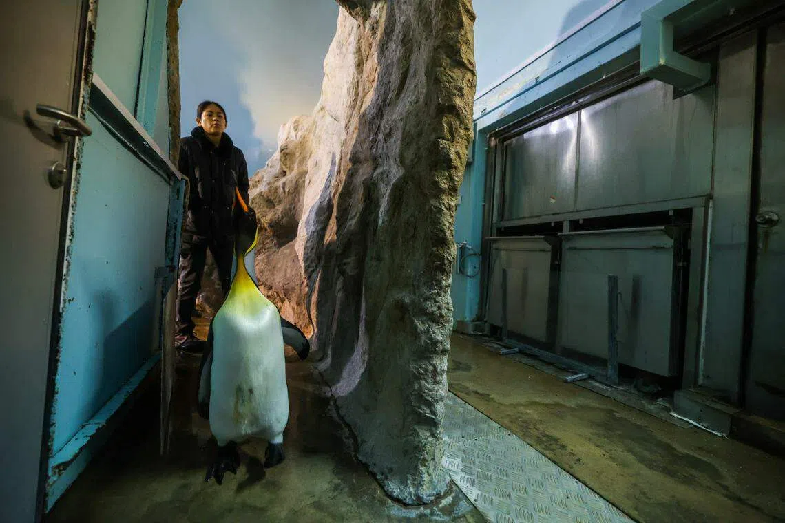 身形较大的国王企鹅，则是在工作人员的引导下自己行走到指定区域。（白艳琳摄）