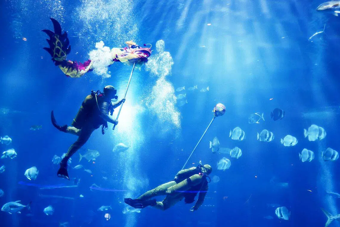 1月26日至2月25日，圣淘沙名胜世界S.E.A海洋馆每天下午呈献“龙腾四海”水下舞龙表演，描绘龙征服海洋的场景。（白艳琳摄）