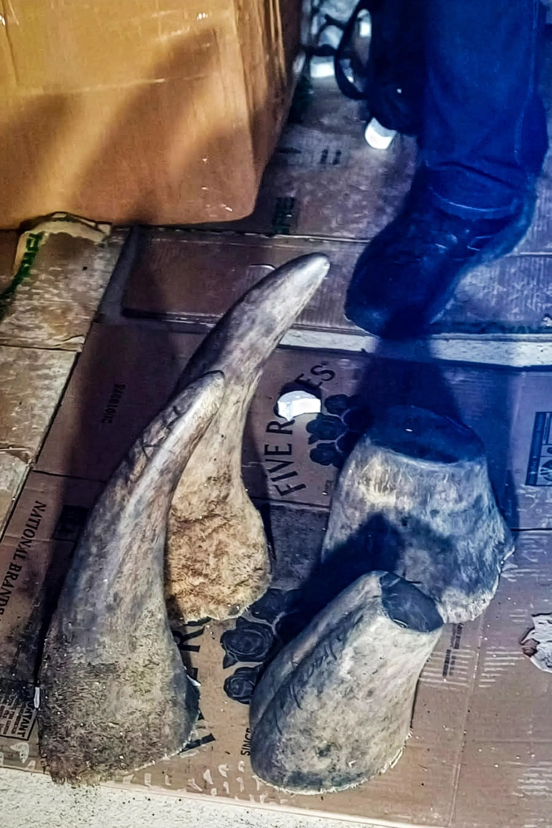 南非警方起获的犀牛角达55.4公斤。（南非警方提供）