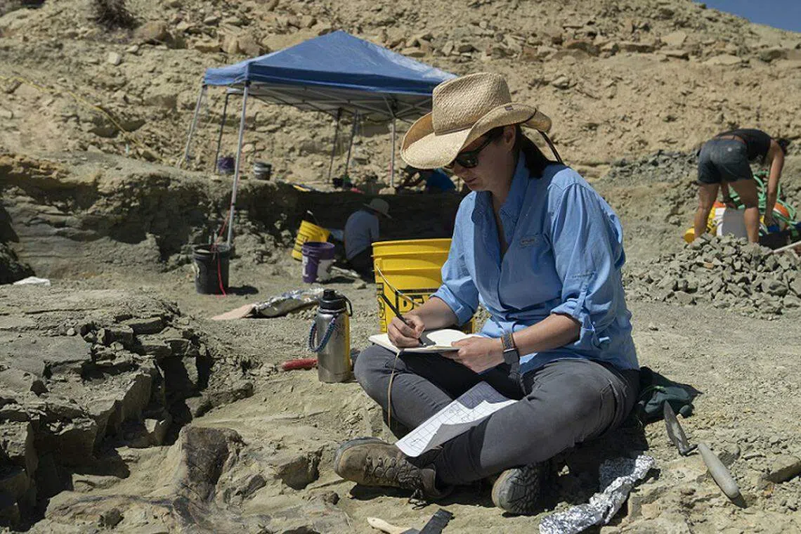 侏罗纪任务团队过去五年来，一直在挖掘美国怀俄明州恶地一块1平方英里大的区域。（BBC提供）