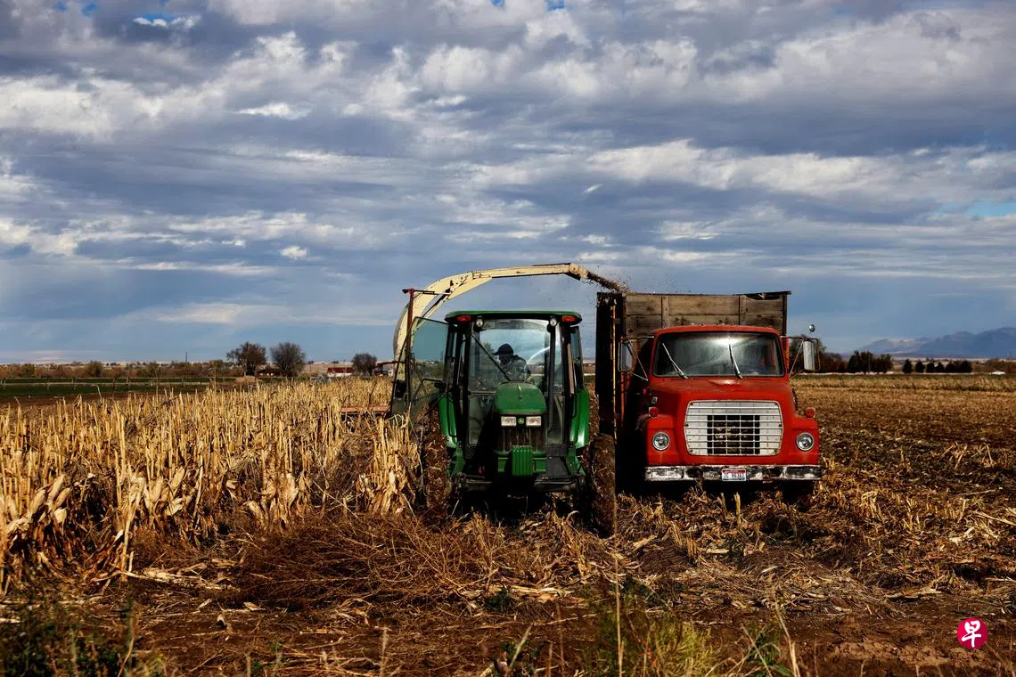 中国对美进口鸡肉玉米棉花等商品加征高达15%关税| 联合早报