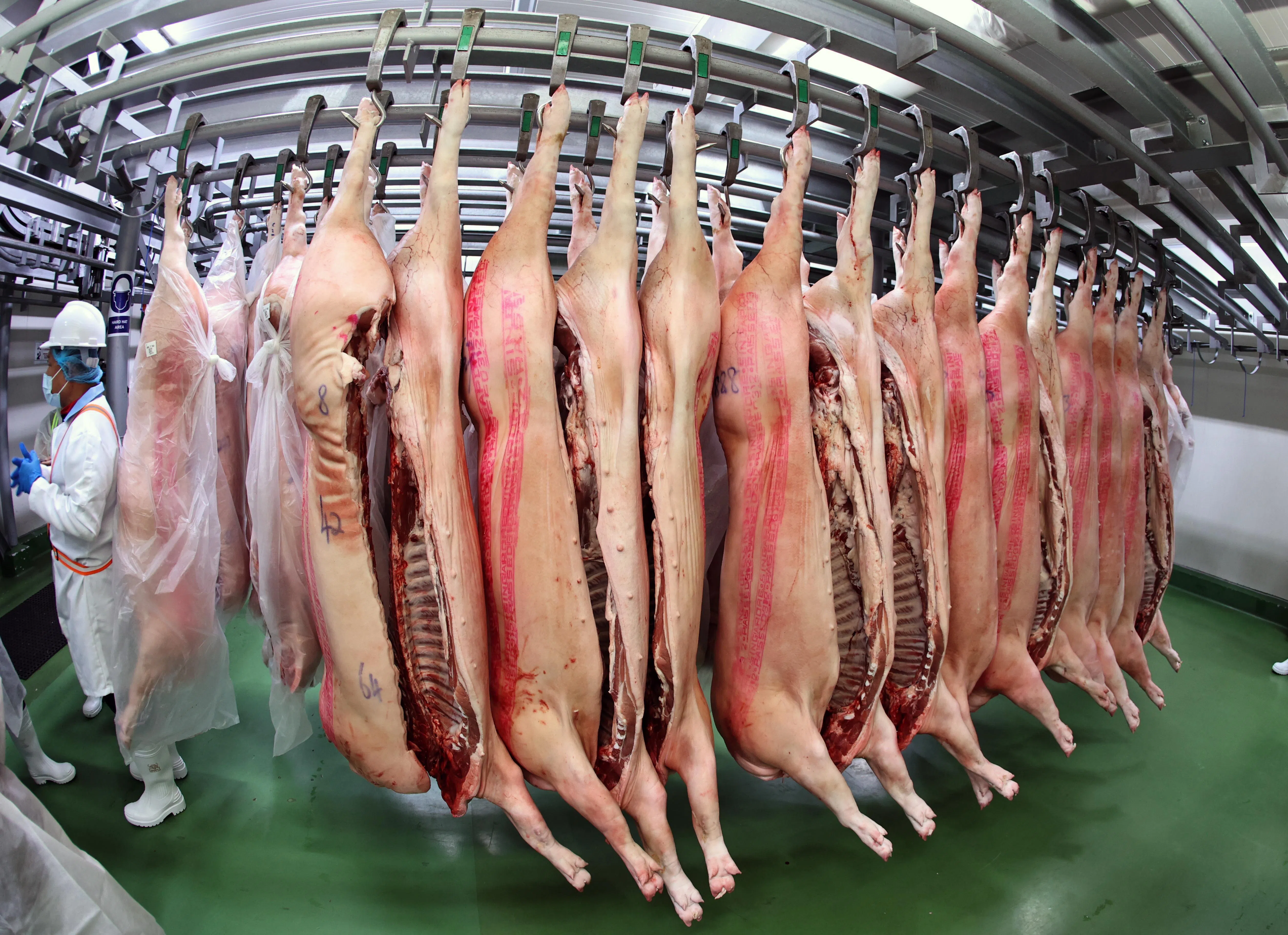 刚送抵加工厂和经过切割处理的鲜猪肉，都需要分别送往冷藏室悬挂两至四小时。这是为了确保猪肉经人手处理后，继续保持新鲜和柔软度。为此冷藏卡车的沿途运送、冷藏室温都严格按照食品局规定保持在摄氏0度至4度内。每个猪边都会印有特定标记，包括代表食品局批准在本地屠宰的“新加坡合格”（Singapore Passed）粉红印记，以及三组特定的编号，显示负责进口和处理的加工厂、猪只的代表编号和屠宰后的猪边编号。这是为了确保食品安全并方便全流程追踪。（周国威摄）