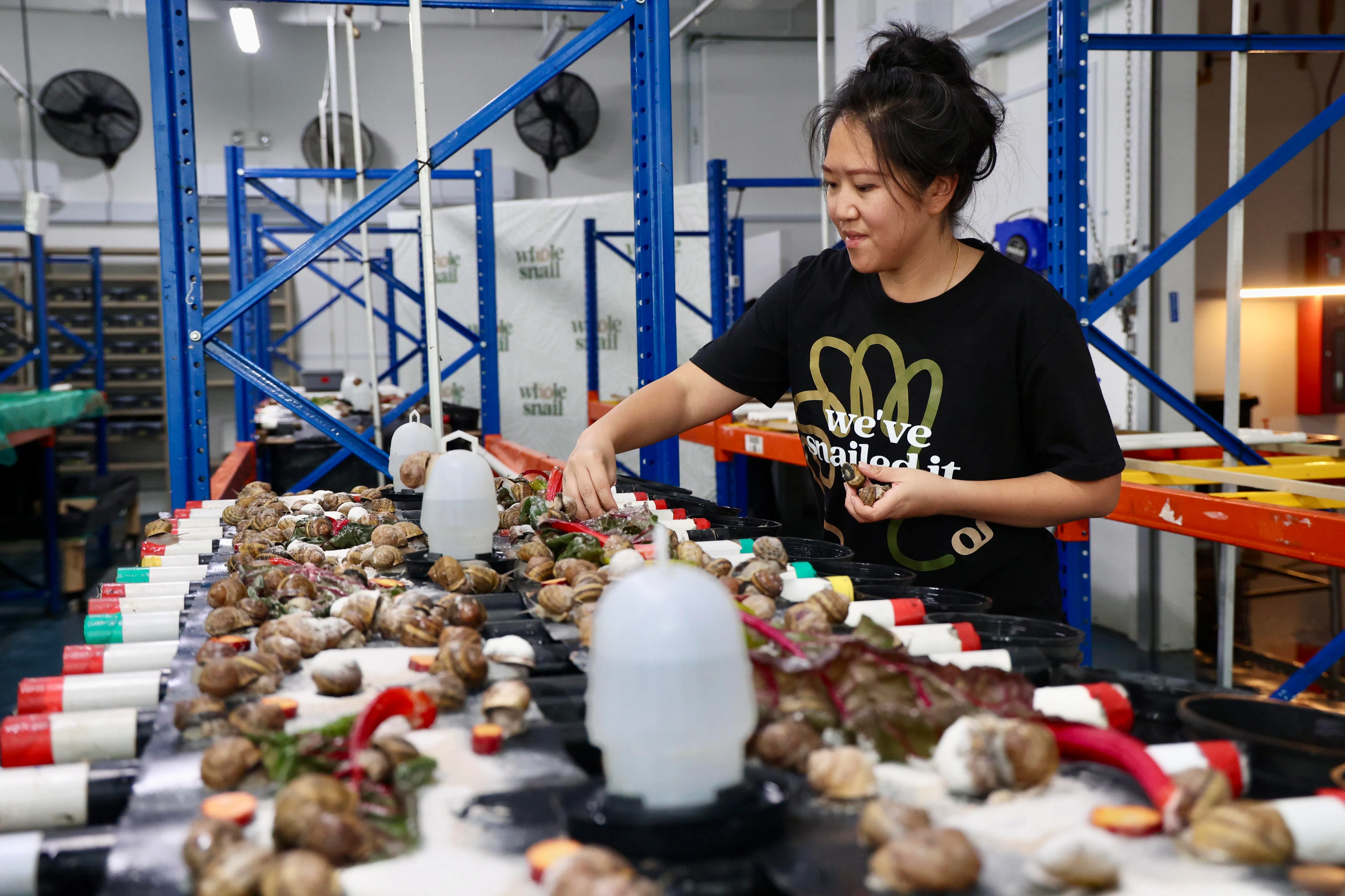 殷凯名字特别，创业选择也不一般。她创办了本地第一家也是目前唯一的蜗牛农场。她希望通过可持续养殖法，除了让更多本地人了解蜗牛的经济价值，也实现环保理念。（邝启聪摄）