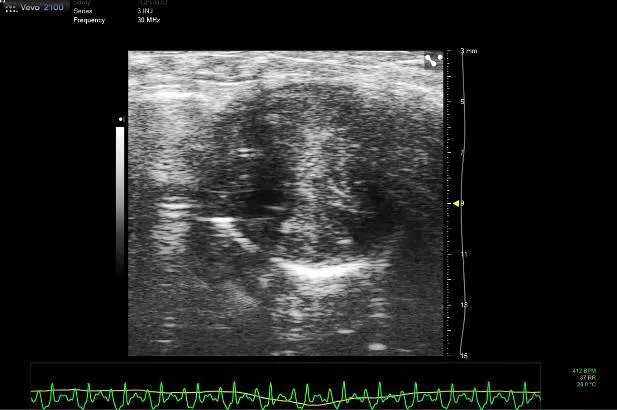 研究团队用超声心动图（echocardiography）观察蝙蝠的心脏。（新加坡国家心脏中心提供）