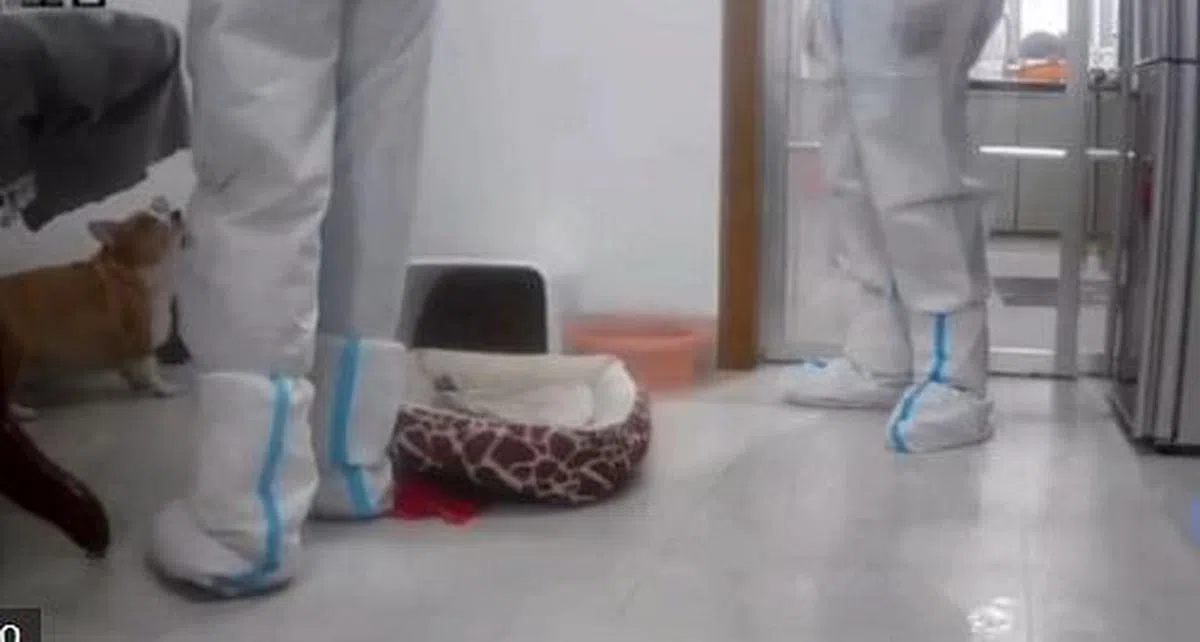 视频显示，当地工作人员现场挥舞棍棒打宠物狗，逼得宠物狗躲到桌底下。（互联网）