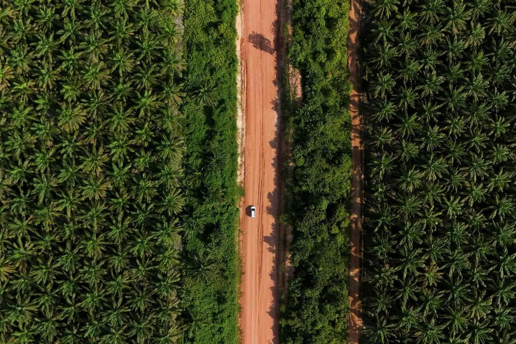 印尼收回逾400万公顷种植园 引发批评和担忧