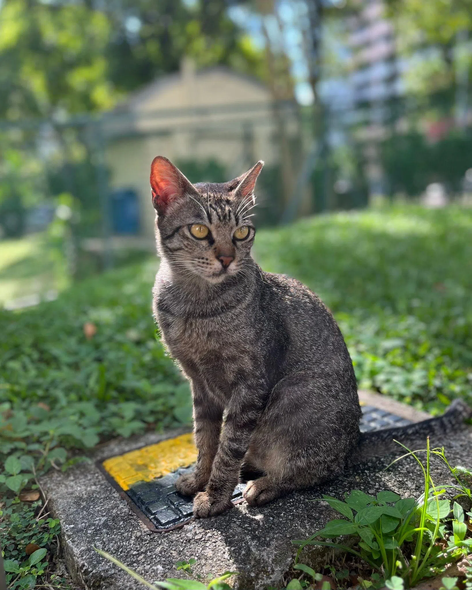 阿果疫情后开始照顾住家附近的街猫。（阿果提供）
