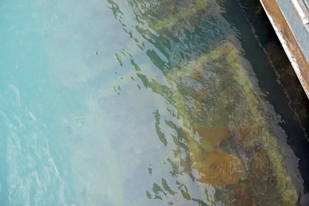 步道两侧安装了63块不锈钢栏板，可以帮助珊瑚附生。（谢智扬摄）