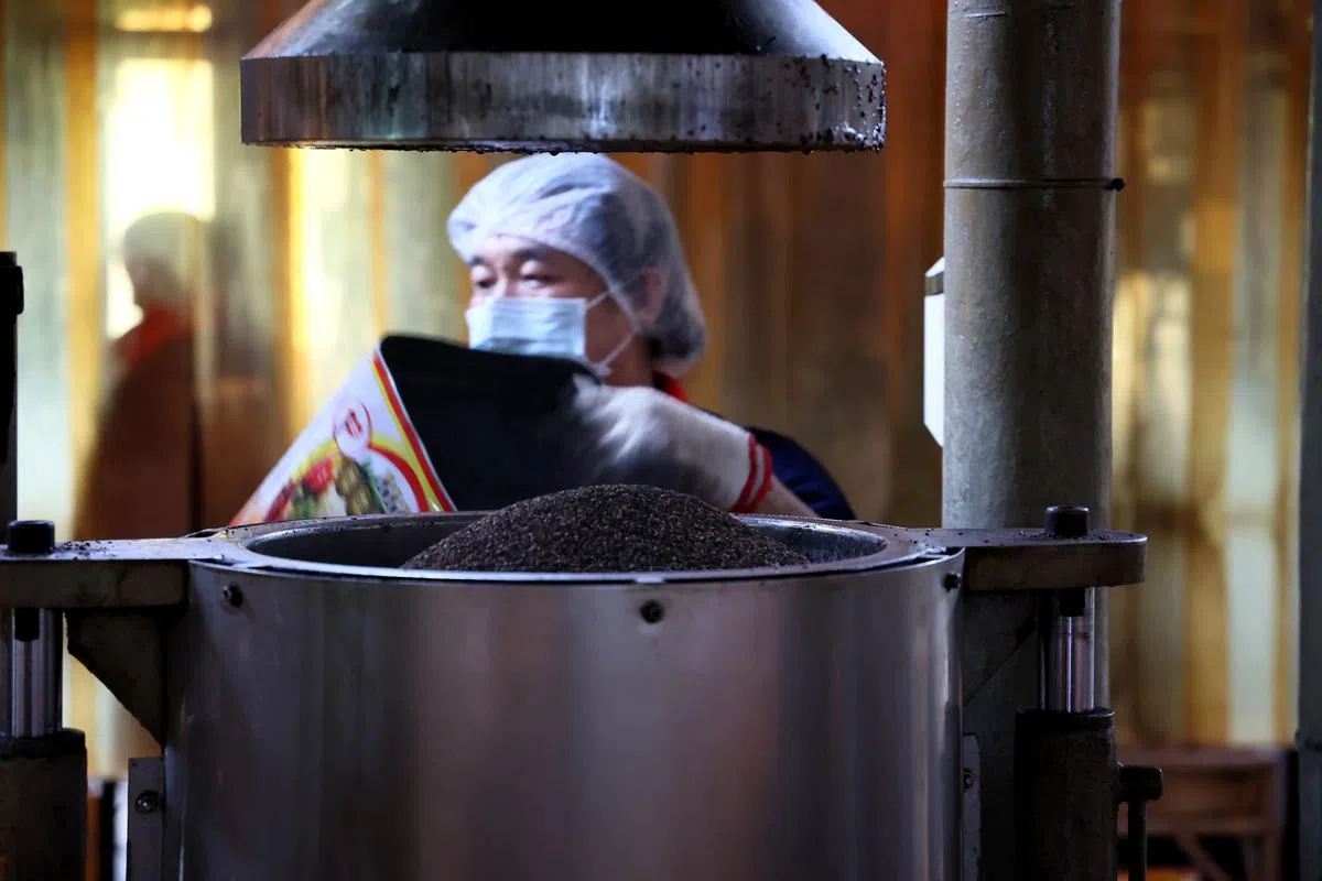 【榨油】待炒香芝麻冷却后，由工人装桶移到液压油压机榨油，而不是通过输送带，这是为了保留完整芝麻粒。（龙国雄摄）