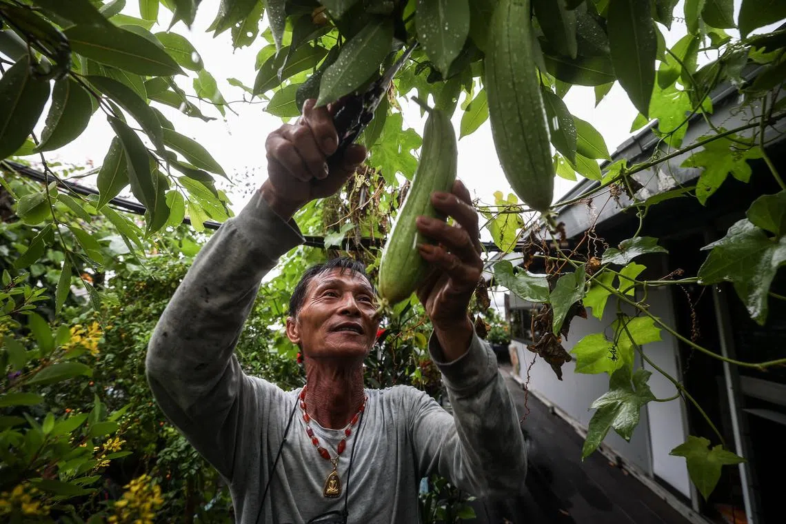 林鑫源的“小天堂”，花草瓜果应有尽有，他清晨起来采摘，一会儿便成为餐桌上的食材。（关俊威摄）